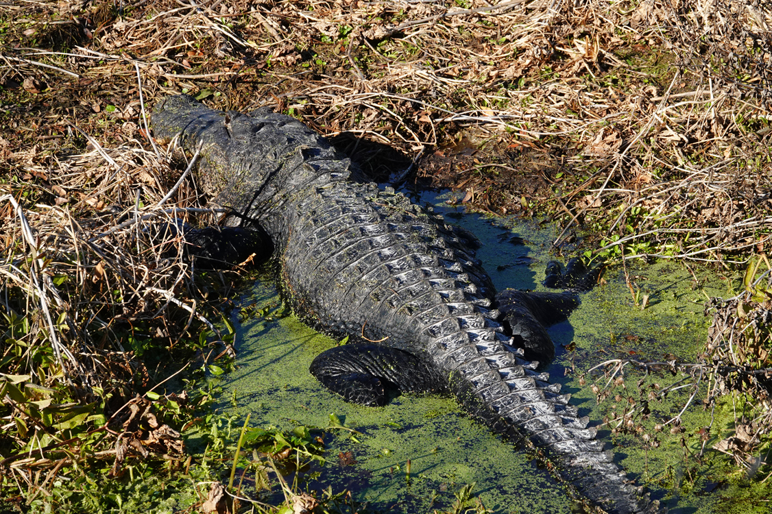 American alligator  -  Marsh Rabbit Run Trail, Circle B Bar Reserve, Florida --- Norman’s Note: This area of Florida is experiencing extreme drought. Notice the small amount of water the alligator is in.