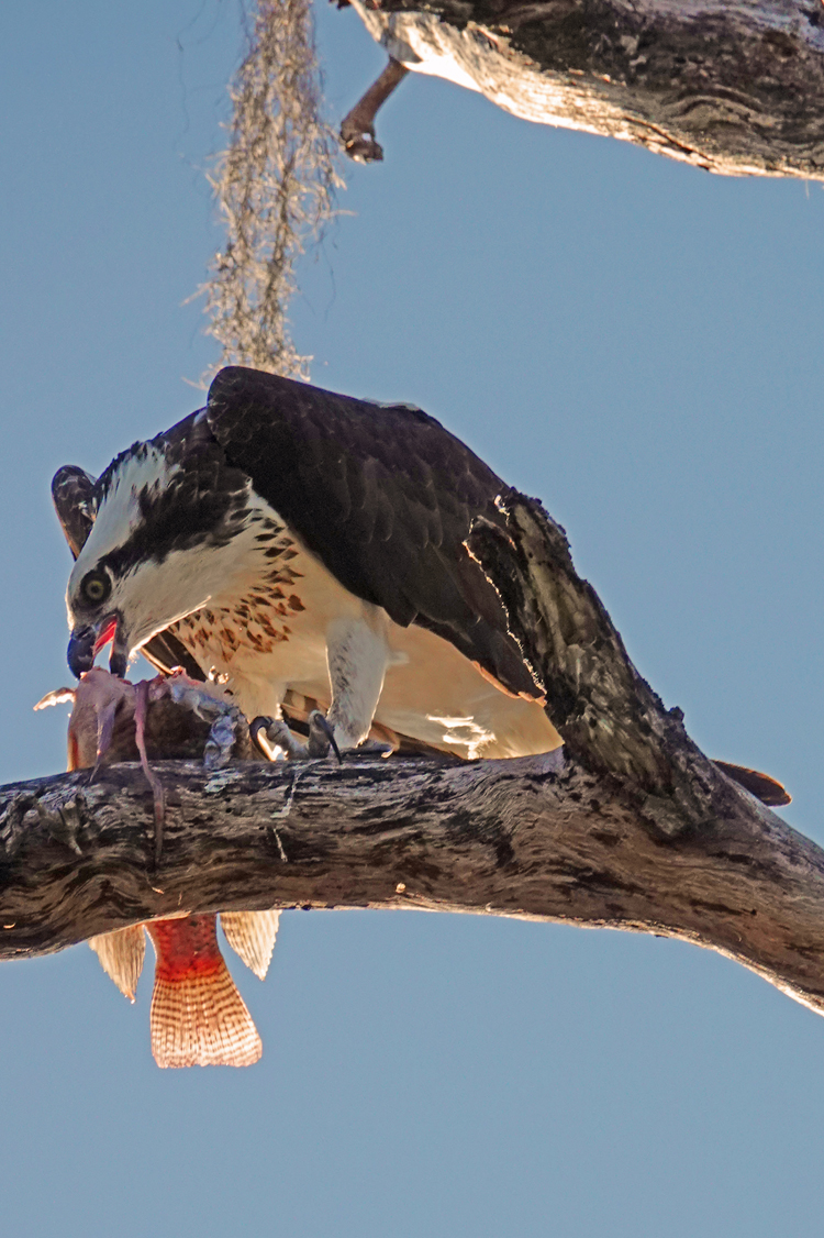 Osprey eating a fish  -  Shady Oak Trail, Circle B Bar Reserve, Florida
