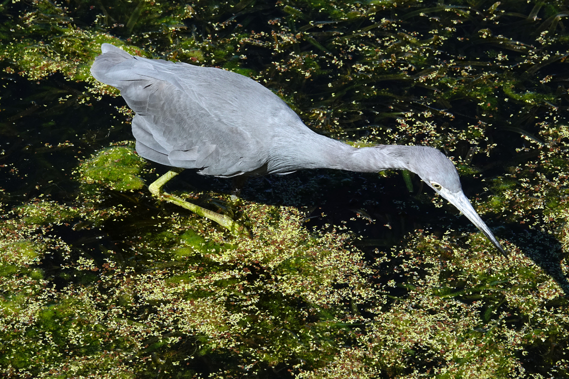 Little blue heron searching for food  -  Mirror Lake, Lakeland, Florida