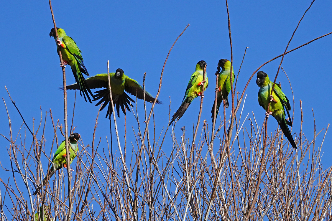 Nanday parakeets  -  Sarasota Audubon Nature Center, Sarasota, County, Florida