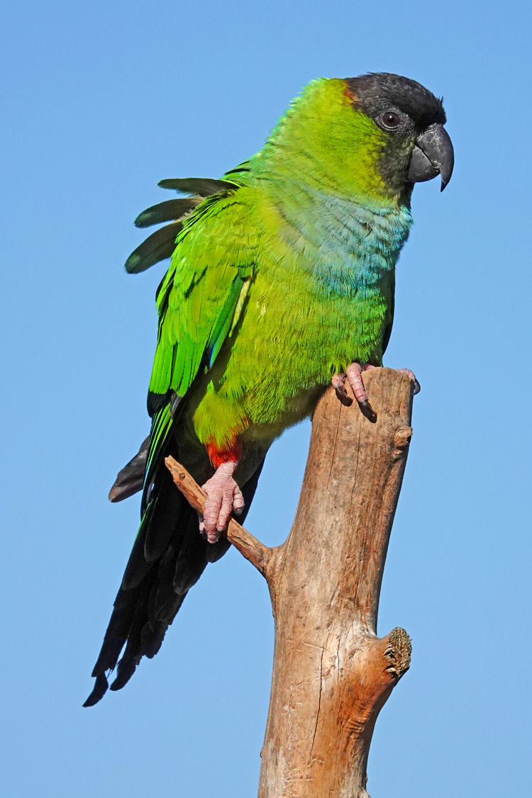 Nanday parakeet  -  Sarasota Audubon Nature Center, Sarasota, County, Florida