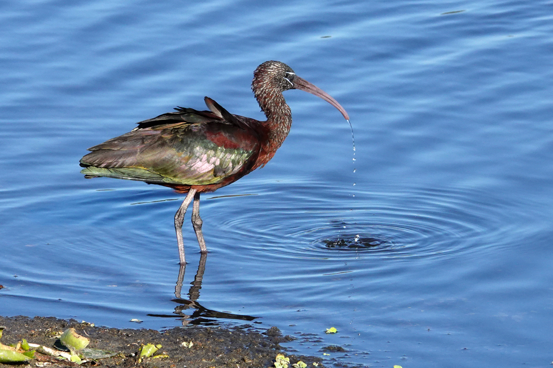 Glossy ibis  -  Palmer Boardwalk, The Celery Fields, Sarasota County, Florida
