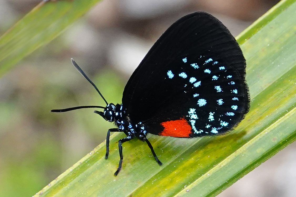 Atala butterfly -  Sarasota Audubon Nature Center, Sarasota, County, Florida --- Norman’s Note: This species of butterfly only exists in southern Florida and the Bahamas. In the mid-twentieth century, it was thought to have disappeared from the U.S. (mainly due to loss of habitat) until a few small colonies were found in the early 1960s.