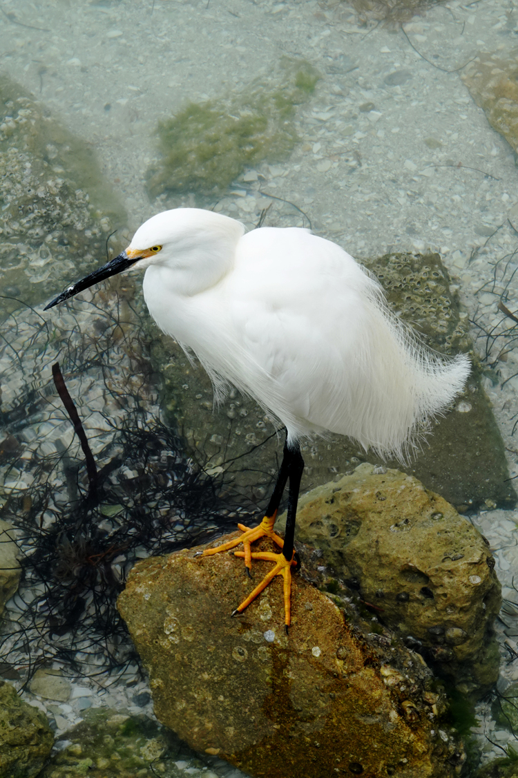 Snowy egret  -  Sarasota Bay, Sarasota, Florida