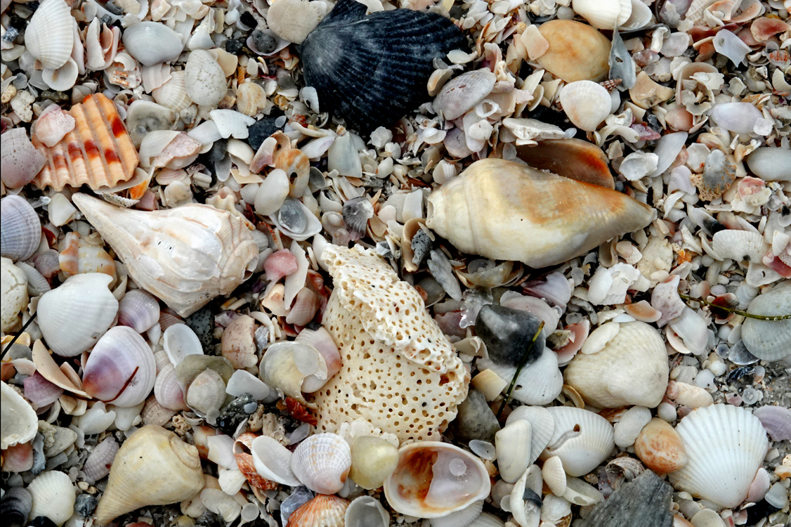 Shells  -  Lido Beach, Sarasota, Florida