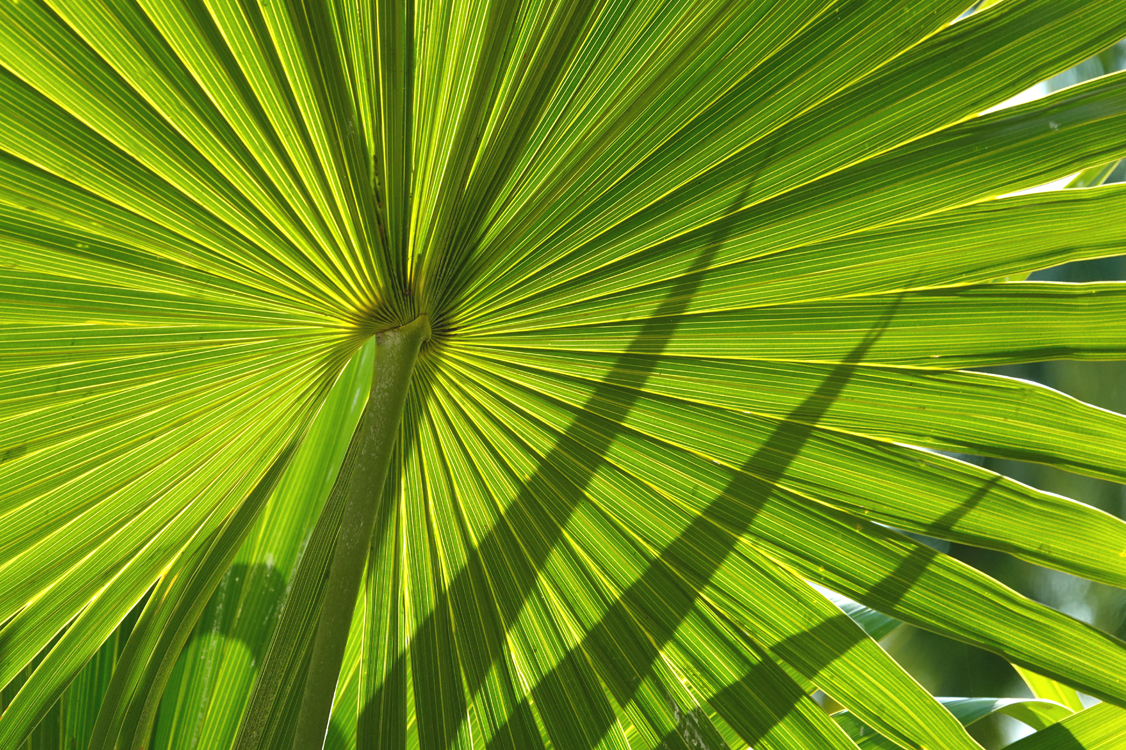 Palm fronds with shadows  -  Marie Selby Botanical Gardens, Sarasota, Florida