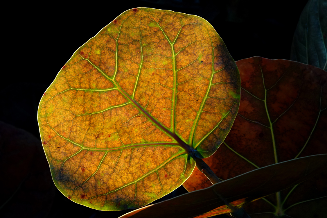 Backlit sea grape leaf  -  Turtle Beach, Sarasota County, Florida