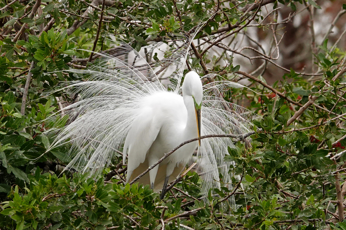Great egret (female) in breeding plumage  -  Venice Area Audubon Rookery, Venice, Florida --- Norman’s Note: For most species of wading birds, the standard is for the male to gather sticks and the female to build the nest. However, a behavior I’ve occasionally noticed in great egrets is for an unattached female – notice the gorgeous white breeding plumage – to retrieve sticks on her own and work on nest building.