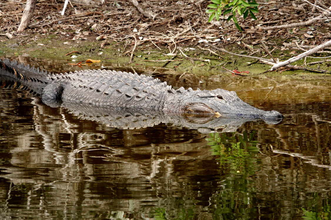 American alligator  -  Venice Area Audubon Rookery, Venice, Florida