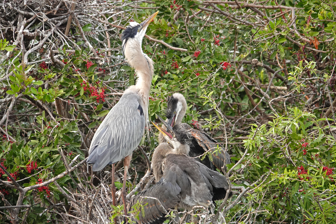 Great blue heron (female) with chicks  -  Venice Area Audubon Rookery, Venice, Florida --- Norman’s Note: These two large chicks are approximately 8 weeks old. From watching their feeding over the course of several days, the chick in the back was the more dominant of the two, getting most of the food the mom brought back to the nest.