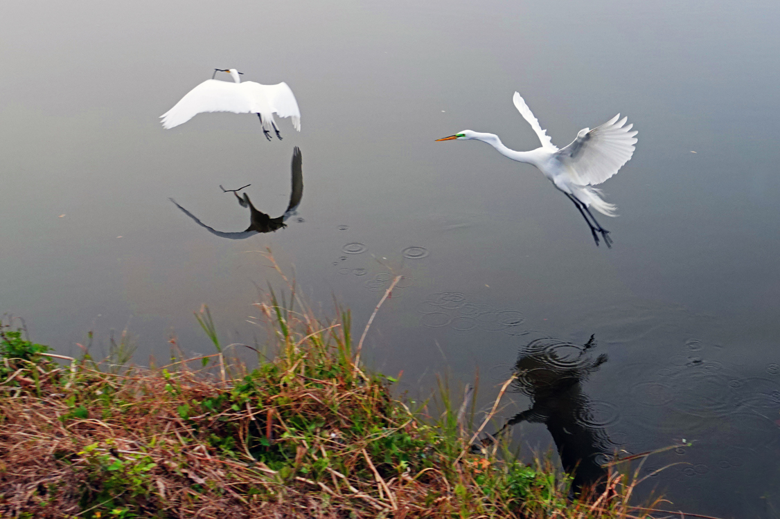 Two great egrets in flight  -  Venice Area Audubon Rookery, Venice, Florida --- Norman’s Note: The egret on the left has just taken off after finding a stick he is transporting back to the nest. The egret on the right is preparing to land to begin his search for the “right” stick to take back to his mate.