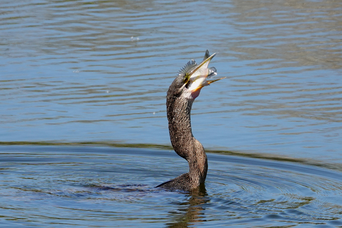 'Going . . .' Anhinga (male) devouring a fish  -  Venice Area Audubon Rookery, Venice, Florida
