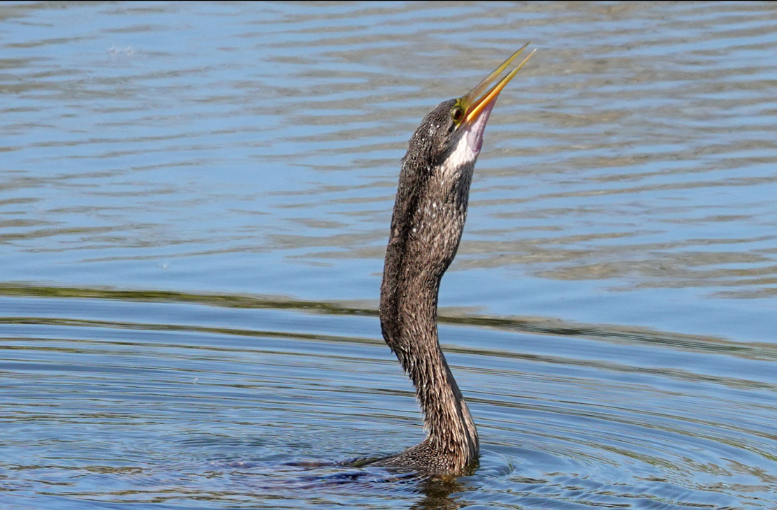 ' . . . Gone!' Anhinga (male) after swallowing a fish  -  Venice Area Audubon Rookery, Venice, Florida