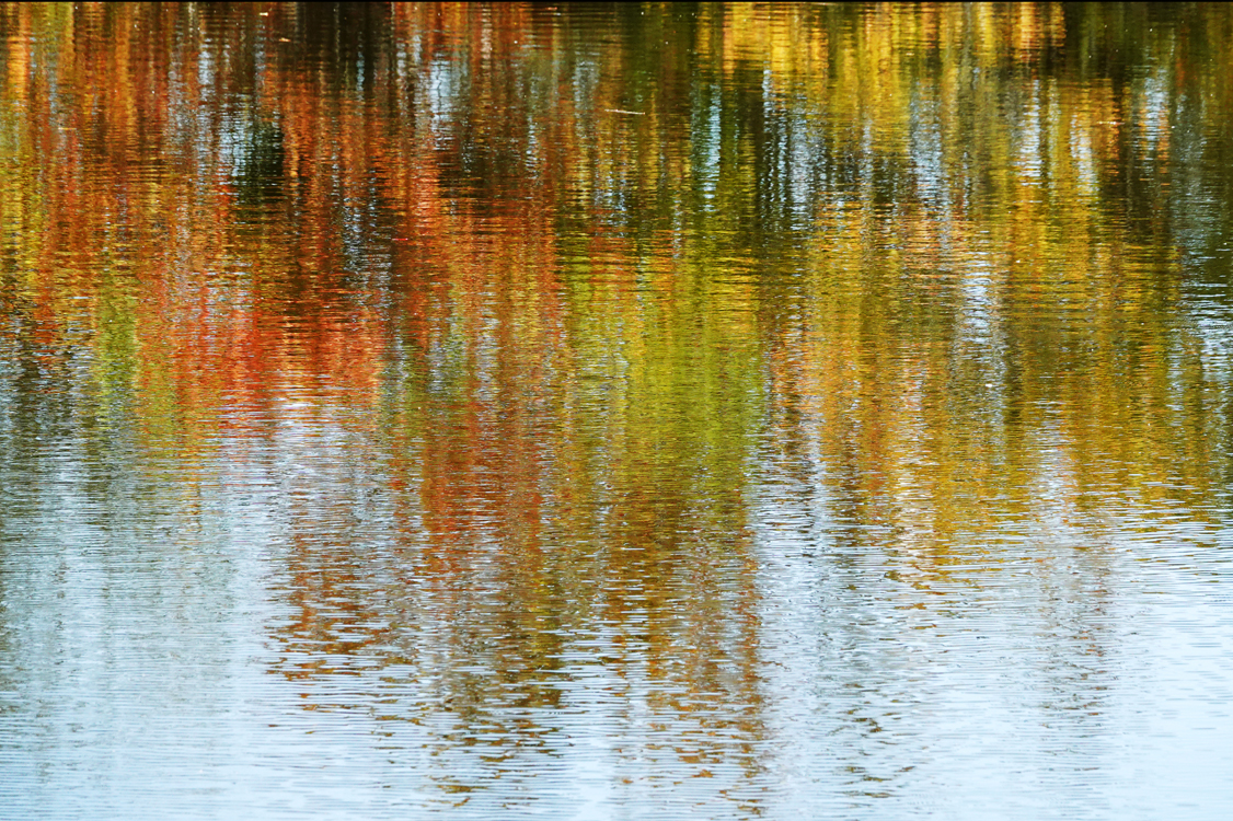 Abstract reflection of lakeside vegetation  -  Venice Area Audubon Rookery, Venice, Florida