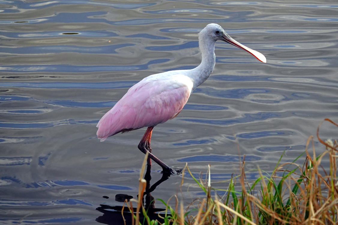 Juvenile Roseate spoonbill  -  Upper Myakka Lake, Myakka River State Park, Florida --- Norman’s Note: It is always a special experience to see one of these uncommon birds in the wild. As this bird matures to an adult, the pale pink wings will become bright, deep pink.