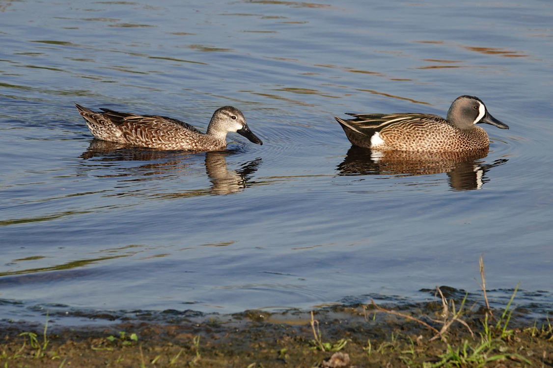 Blue-winged teals (female-left, male-right)  -  Upper Myakka Lake, Myakka River State Park, Florida