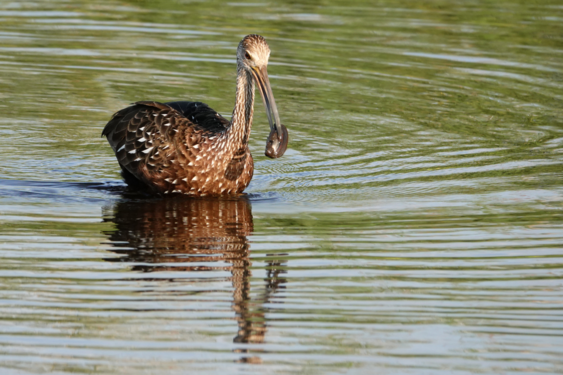 Limpkin with a bivalve  -  Upper Myakka Lake, Myakka River State Park, Florida