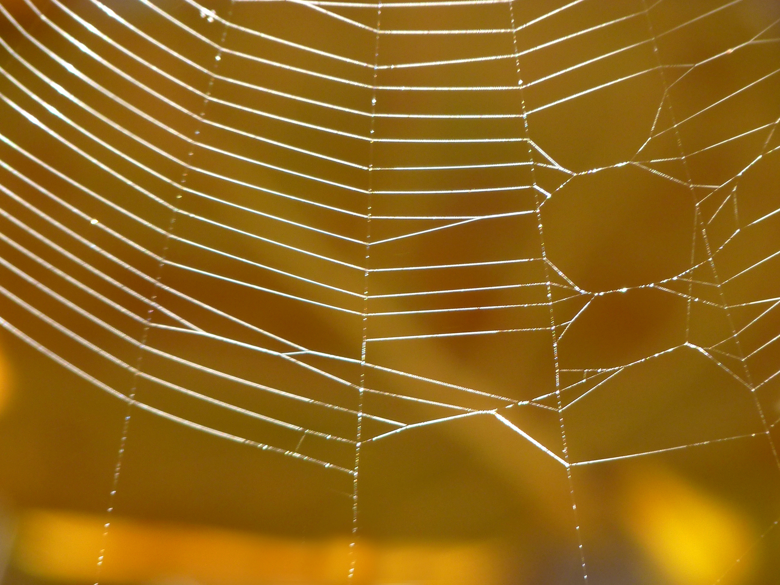 Spider web  -  South Brohard Park, Sarasota County, Florida