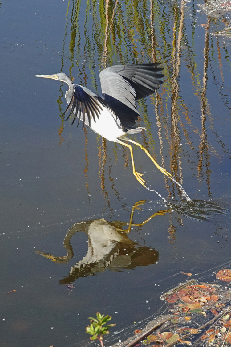 Tricolored heron taking off  -  Venice Area Audubon Rookery, Venice, Florida