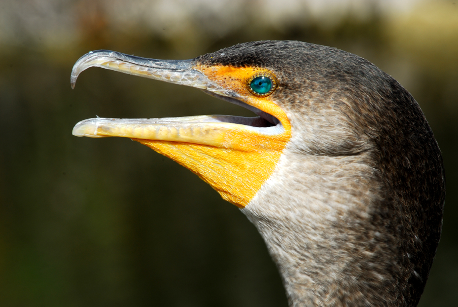 Double-crested Cormorant  -  Anhinga Trail, Everglades National Park, Florida