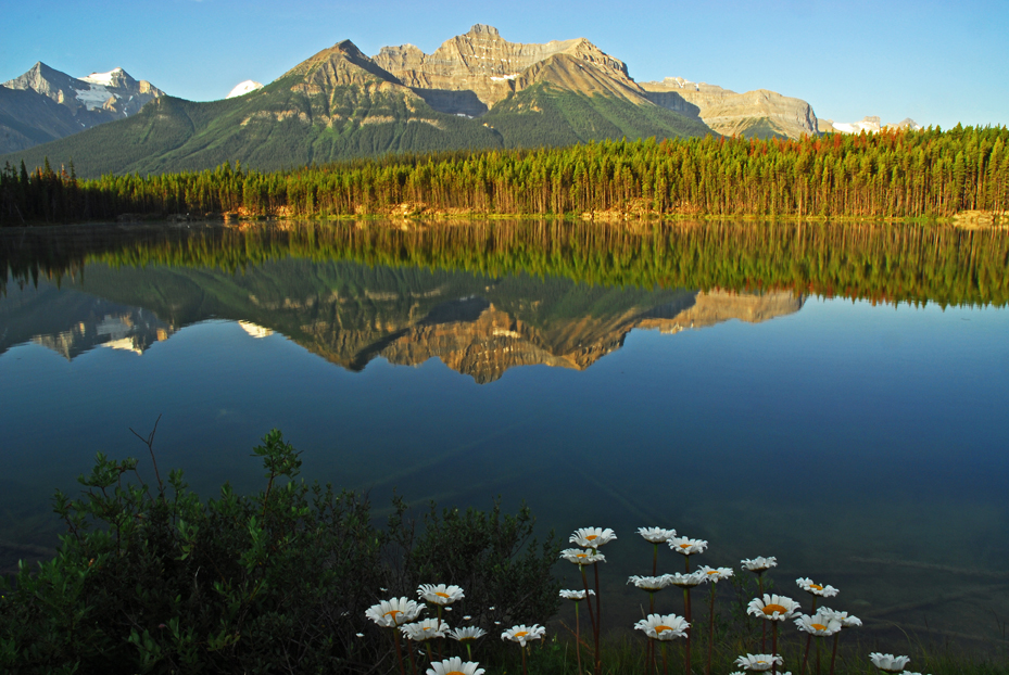 Daisies, Herbert Lake  -  Banff National Park, Alberta