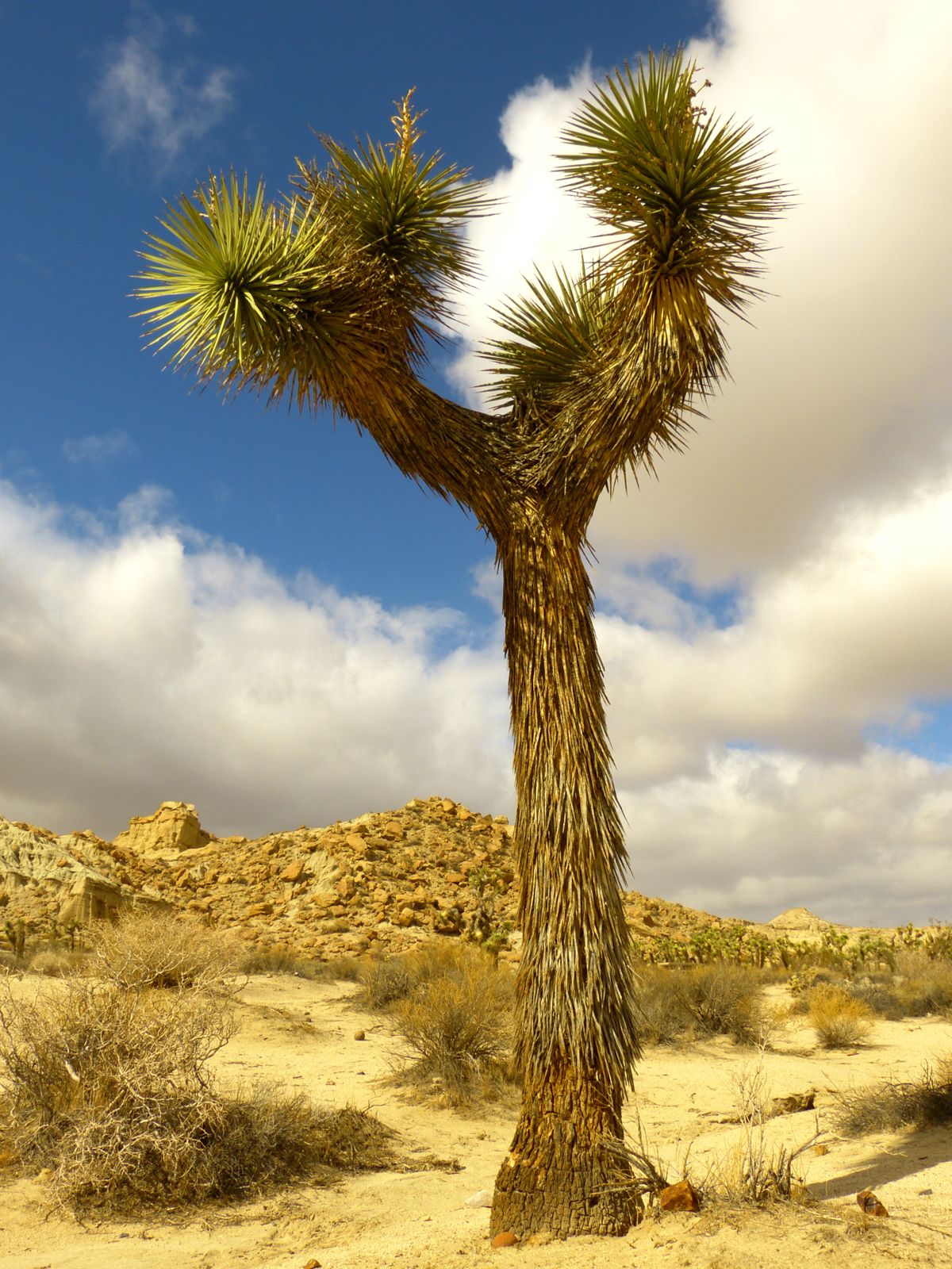 Joshua tree  -  Red Rock Canyon State Park, California
