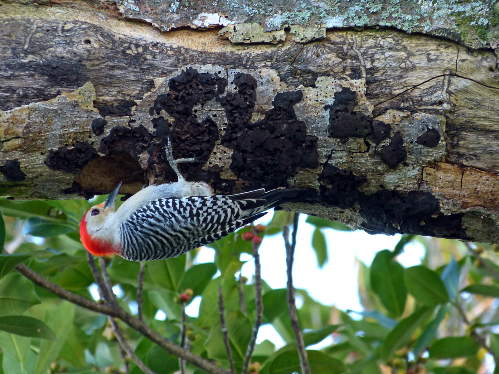 Red-bellied woodpecker  -  Anhinga Trail, Everglades National Park, Florida