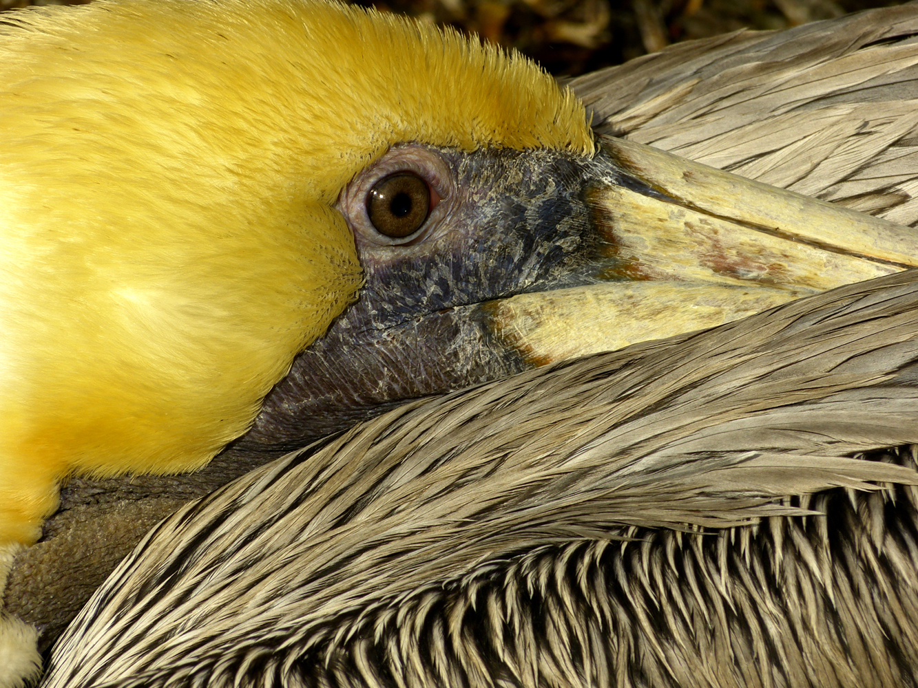 Brown pelican  -  Florida Keys Wild Bird Center, Tavernier, Florida
