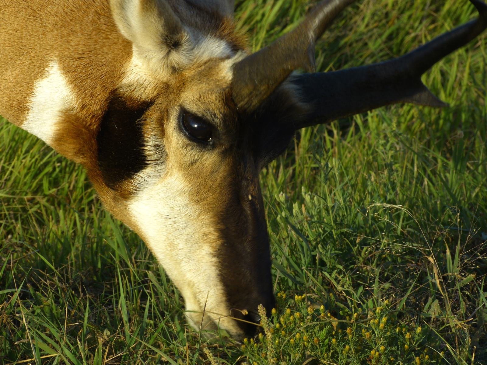 Pronghorn  -  Wildlife Loop Road, Custer State Park, South Dakota