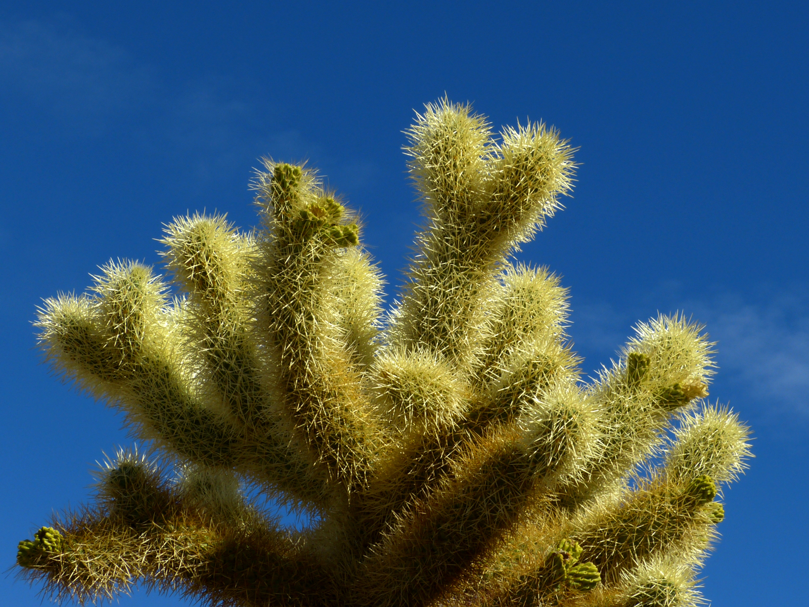 Cholla cactus  -  Cholla Cactus Garden, Joshua Tree National Park, California