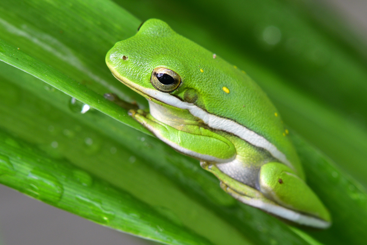 American tree frog  -  Greenville County, South Carolina