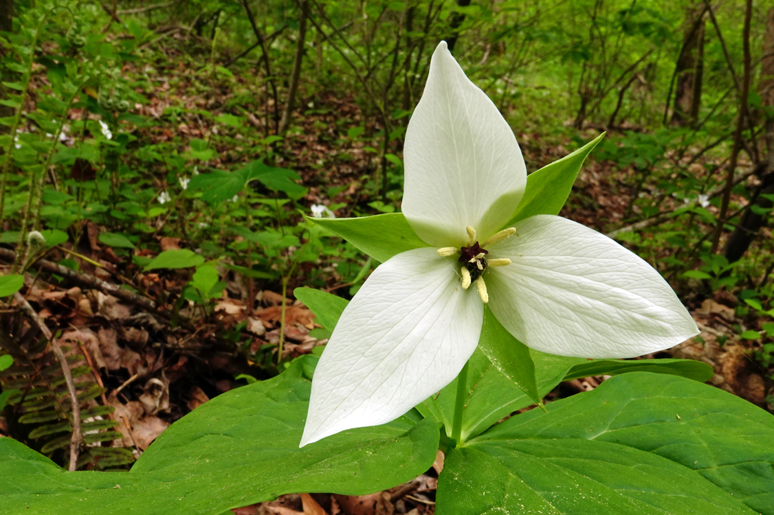 Sweet white trillium  -  Melrose Falls Trail; Conserving Carolina Land Trust, Polk County, North Carolina