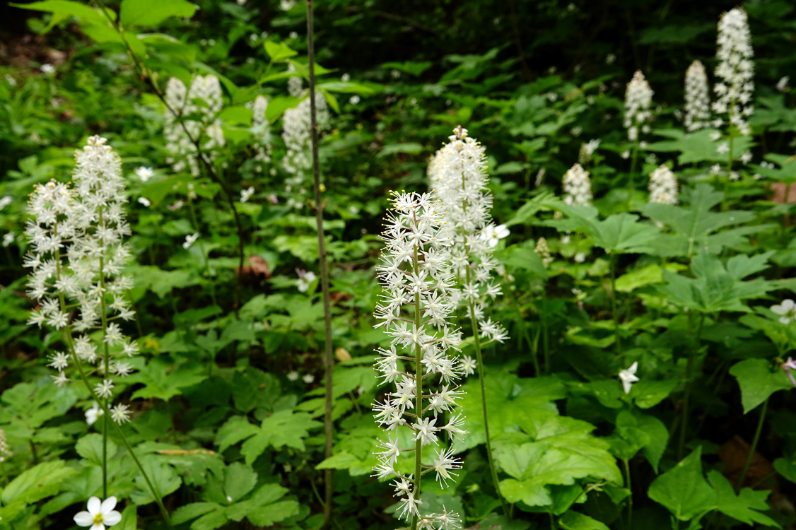 Foamflower  -  Melrose Falls Trail; Conserving Carolina Land Trust, Polk County, North Carolina