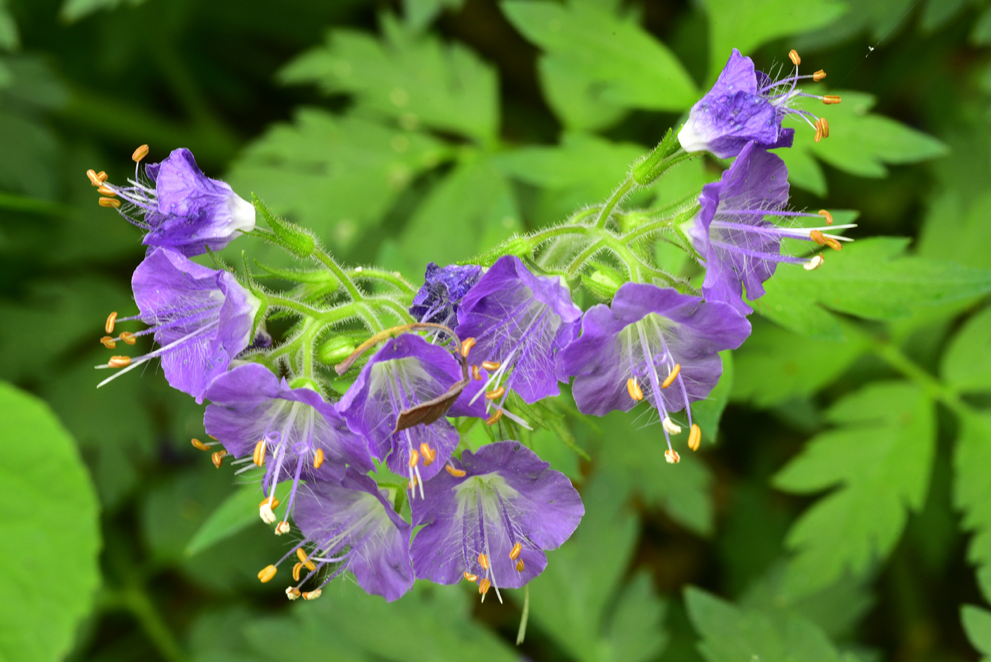 Purple phacelia  -  Melrose Falls Trail; Conserving Carolina Land Trust, Polk County, North Carolina