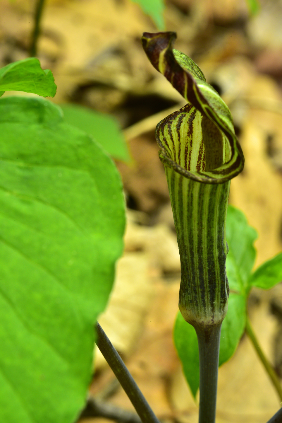 Jack-in-the-pulpit  -  Melrose Falls Trail; Conserving Carolina Land Trust, Polk County, North Carolina