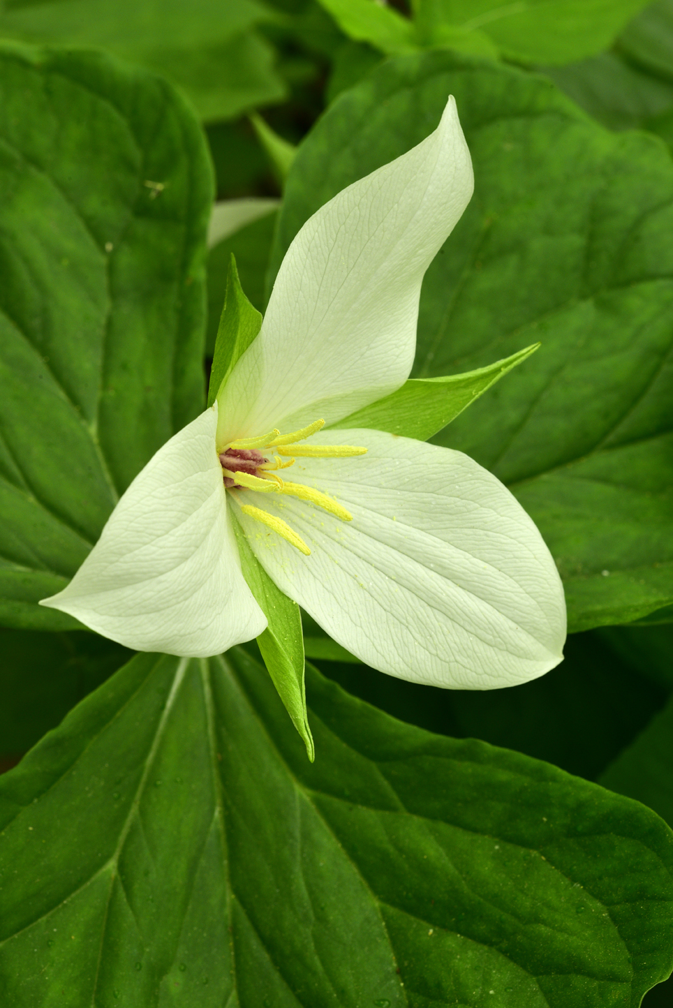 Sweet white trillium  -  Melrose Falls Trail; Conserving Carolina Land Trust, Polk County, North Carolina