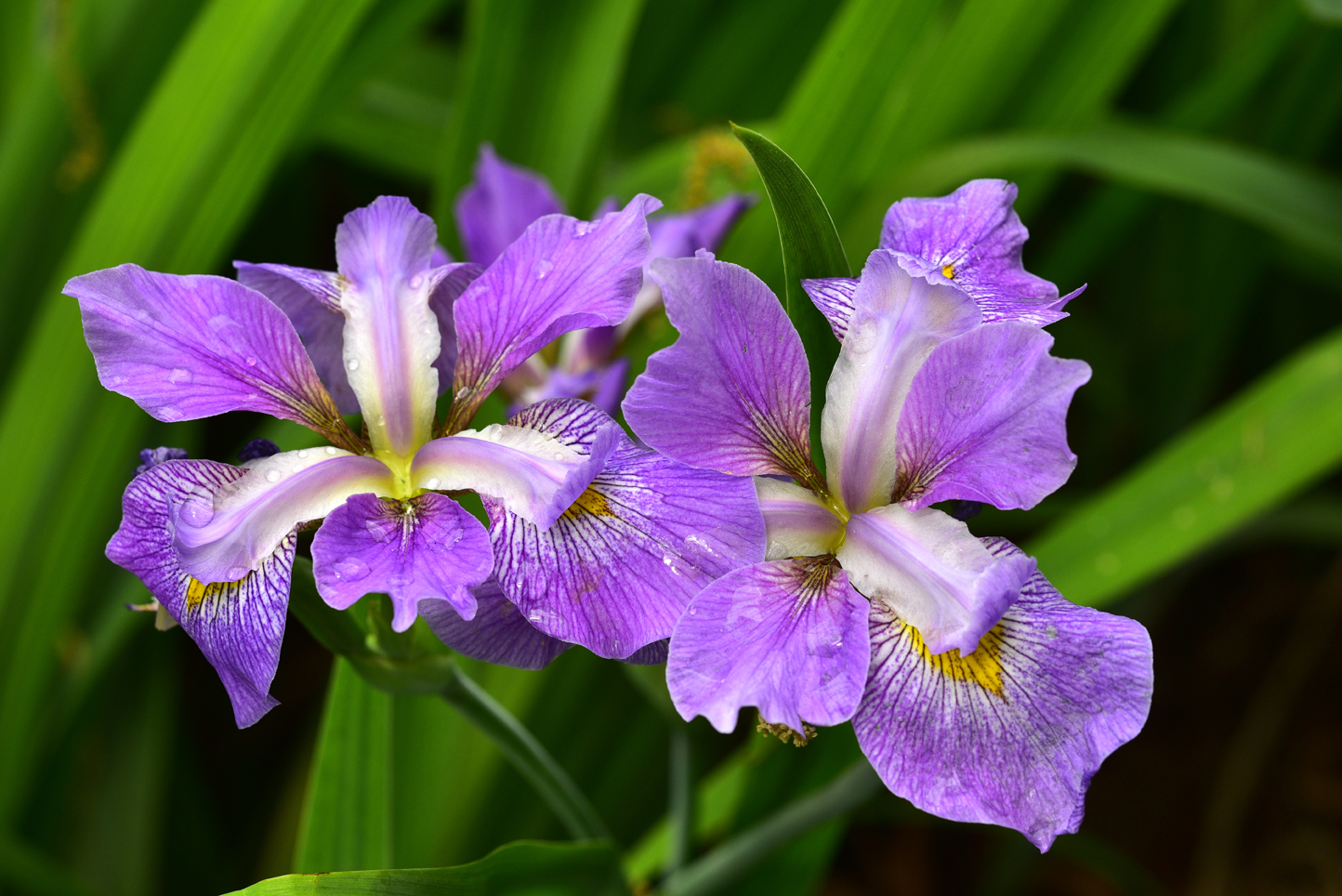 Irises  -  Kilgore-Lewis Garden, Greenville, South Carolina