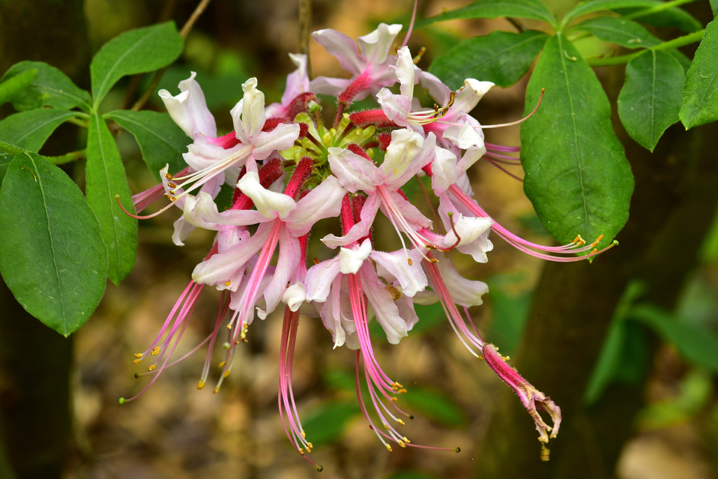 Pinxterbloom azalea  -  Kilgore-Lewis Garden, Greenville, South Carolina