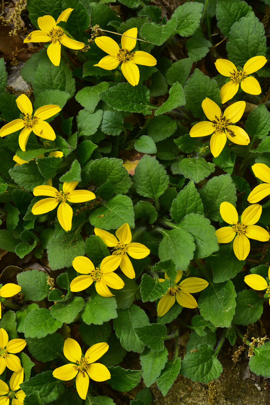 Green-and-gold  -  Kilgore-Lewis Garden, Greenville, South Carolina