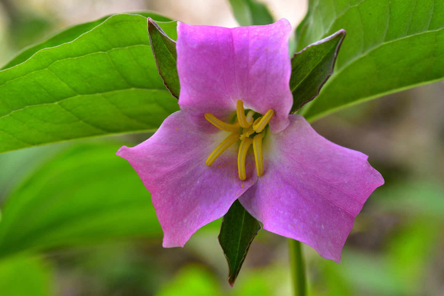Catesby's Trillium  -  Ashmore Heritage Preserve, Mountain Bridge Wilderness Area, South Carolina