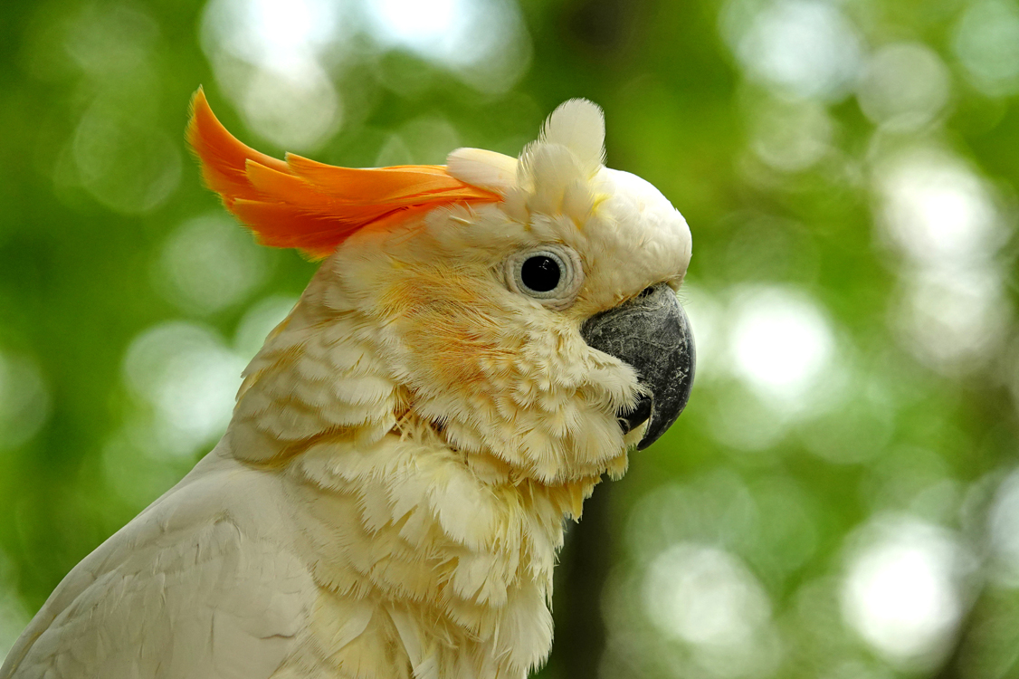 Citron-crested cockatoo  -  Parrot Mountain, Pigeon Forge, Tennessee