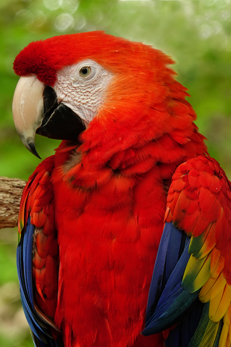Scarlet macaw  -  Parrot Mountain, Pigeon Forge, Tennessee