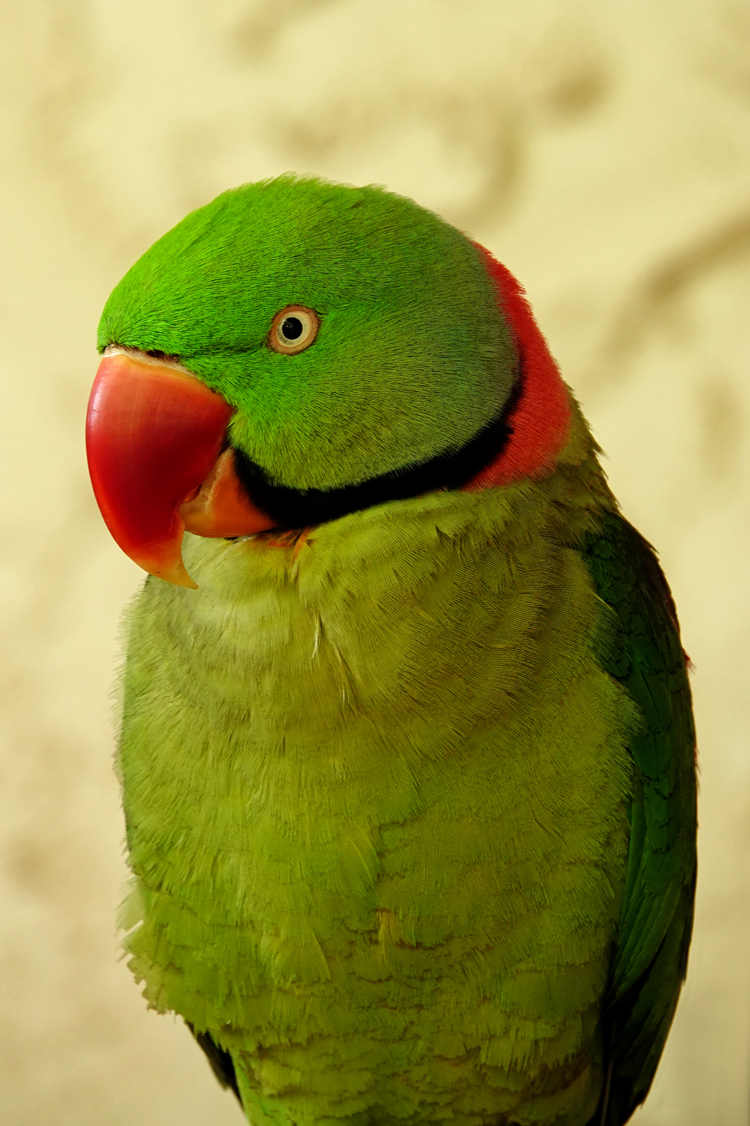 Indian ringneck parrot  -  Parrot Mountain, Pigeon Forge, Tennessee