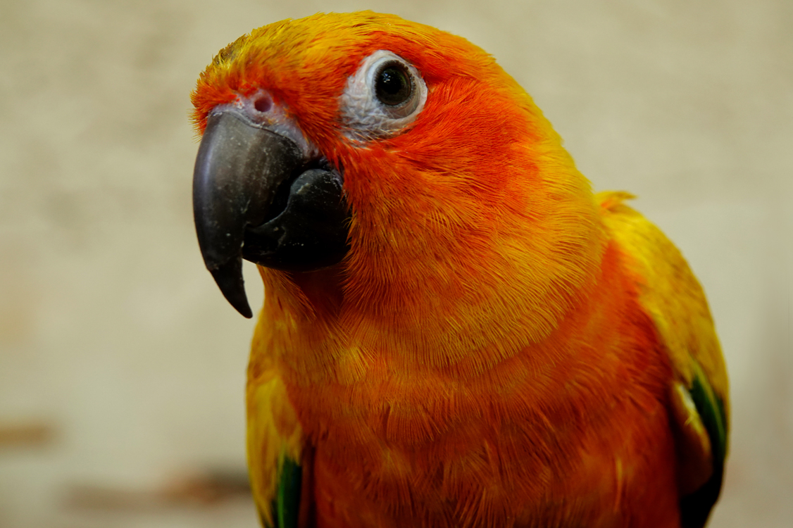 Sun conure  -  Parrot Mountain, Pigeon Forge, Tennessee