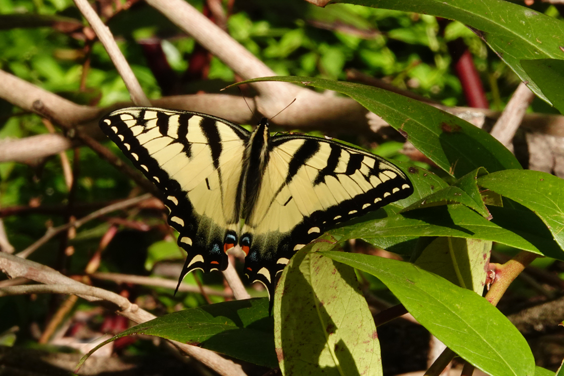 Tiger swallowtail butterfly  -  Bug Ogle Place, Great Smoky Mountains National Park, Tennessee