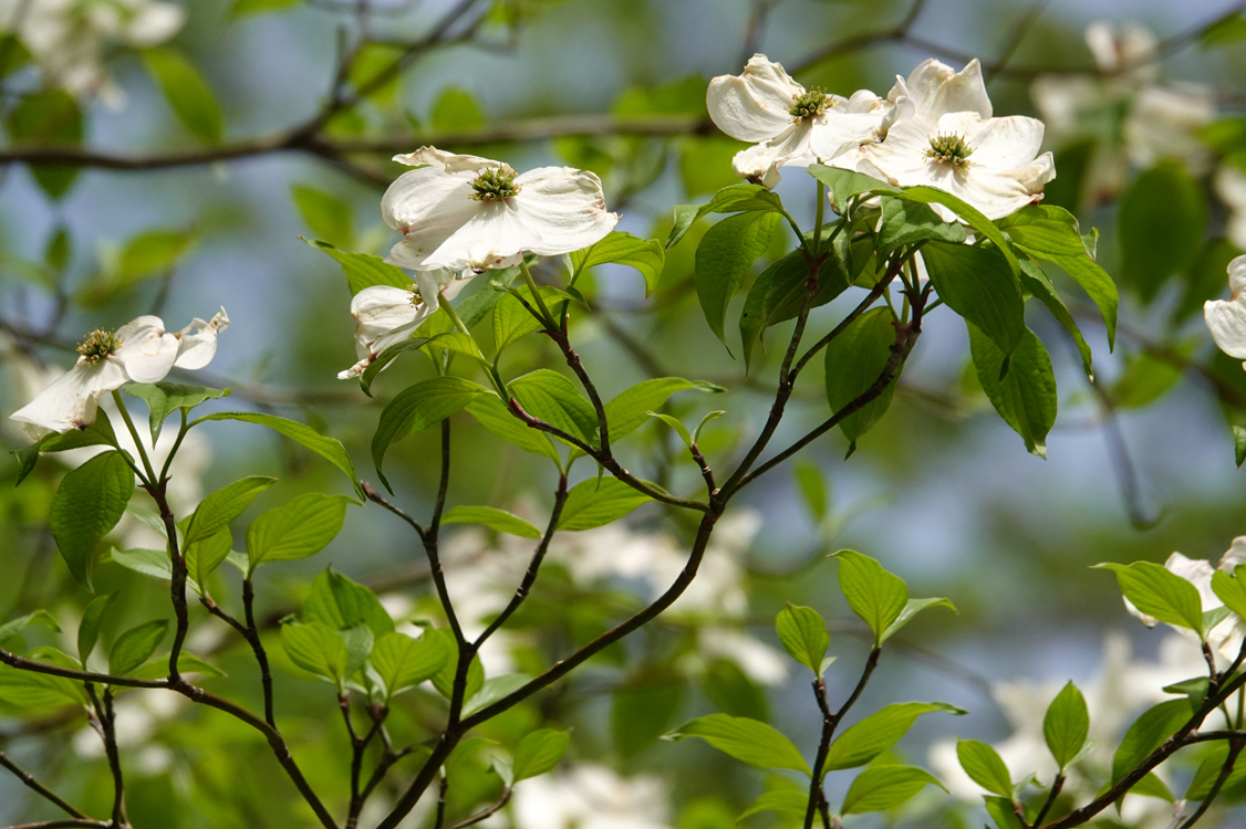 Dogwood bracts  -  Bug Ogle Place, Great Smoky Mountains National Park, Tennessee