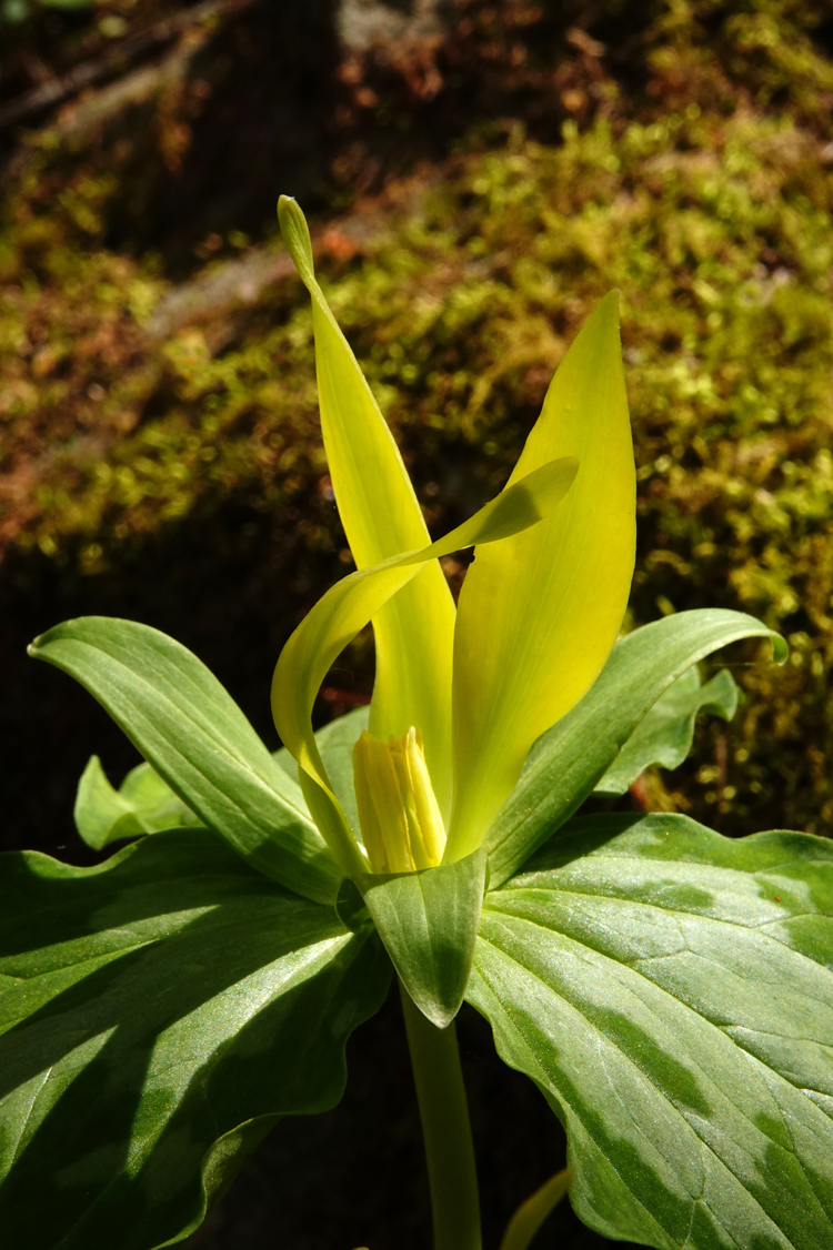 Yellow trillium  -  Chimneys Picnic Area, Great Smoky Mountains National Park, Tennessee