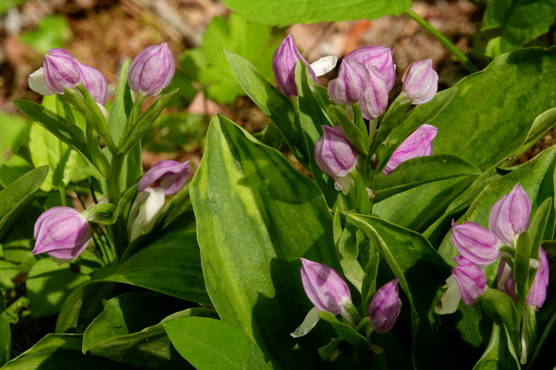 Showy orchis  -  Little River Trail, Elkmont Area, Great Smoky Mountains National Park, Tennessee