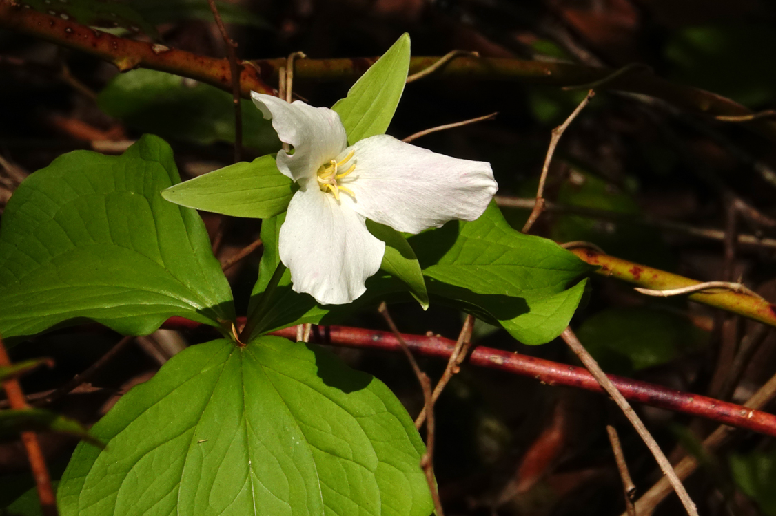 Trillium grandiflorum  -  Little River Trail, Elkmont Area, Great Smoky Mountains National Park, Tennessee