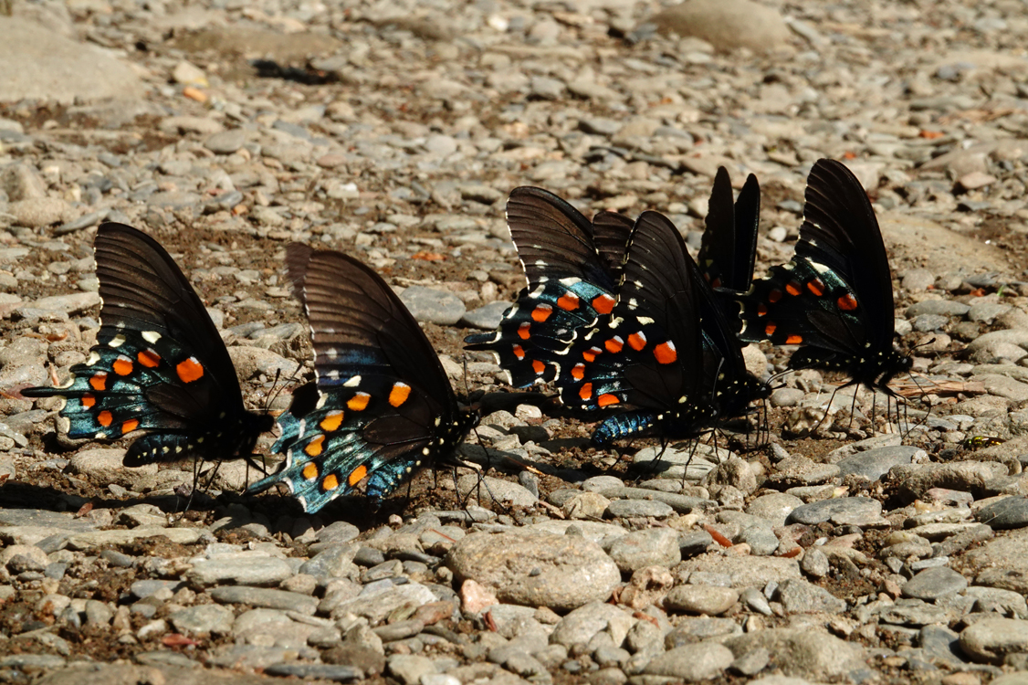 Pipevine swallowtail butterflies puddling  -  Townsend Wye, Great Smoky Mountains National Park, Tennessee  --- Norman’s Note: These butterflies have sought out a moist area and are sucking up fluids in order to get much-needed nutrients. (Think Gatorade.)  Although I’ve seen this behavior mostly with butterflies, it occurs with a number of species.